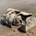 Police expect more bodies after receding waters at Lake Mead reveal skeleton in barrel