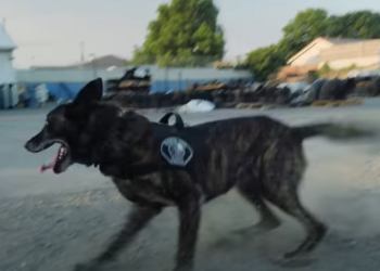 K9 Puskas