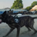 K9 Puskas