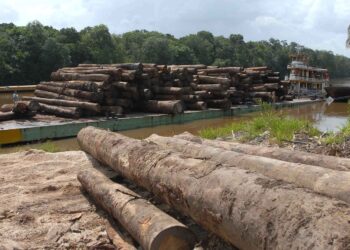 Analyzing Brazil’s failure to protect the Indigenous Peoples of the Amazon — Voices of Promise