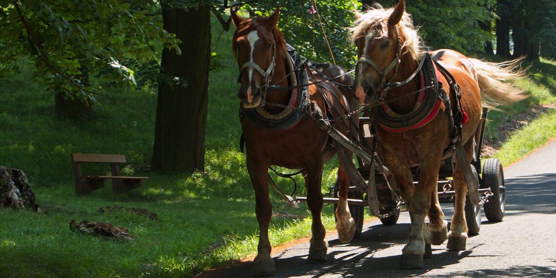 Amish horse and buggy crashes into police cruiser in slow-speed chase