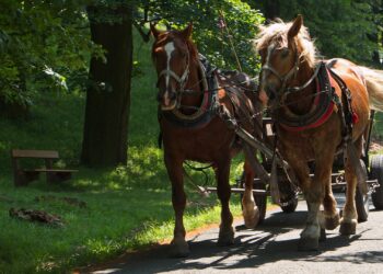 Amish horse and buggy crashes into police cruiser in slow-speed chase