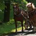 Amish horse and buggy crashes into police cruiser in slow-speed chase