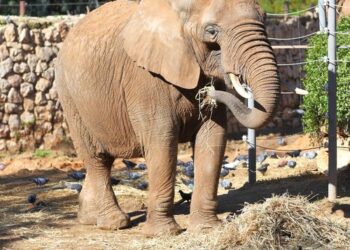 Happy the elephant's quest for personhood heads to top state court; rice and lakes also file suit