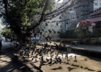 A woman walks past pigeons flying near a tree along a footpath in Yangon.