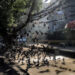 A woman walks past pigeons flying near a tree along a footpath in Yangon.