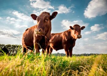 County judge in Texas is arrested for alleged cattle theft