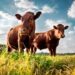 County judge in Texas is arrested for alleged cattle theft