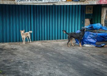 What to Do After You’re Bitten by a Dog