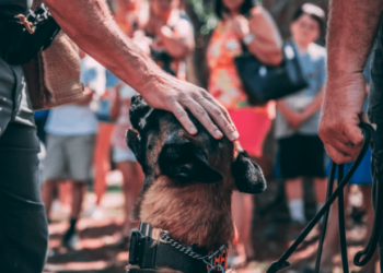 Police K9 apprehends gunman indiscriminately firing into the air – Law Officer