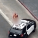 Naked man arrested after dancing on top of LAPD patrol unit – Law Officer