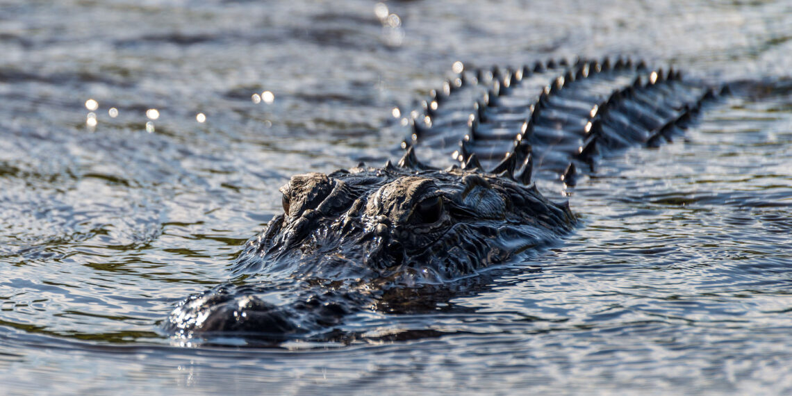 Only in Florida: Police snipers provide backup during search-and-rescue operation in alligator-infested pond