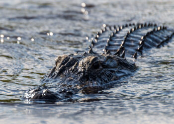 Only in Florida: Police snipers provide backup during search-and-rescue operation in alligator-infested pond