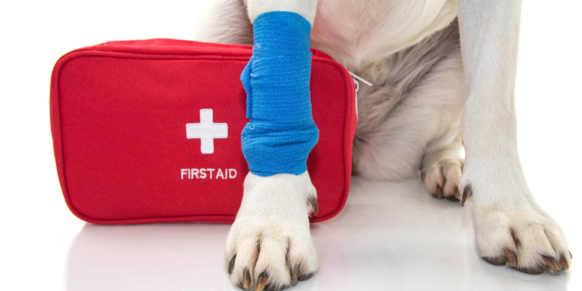 Wisconsin police focus on emergency K-9 medical treatment in new training classes