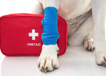 Wisconsin police focus on emergency K-9 medical treatment in new training classes