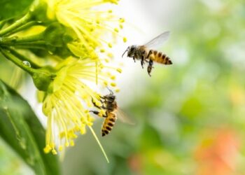 Fish definition includes bees, court says; judge decries ‘fair-weather originalism’