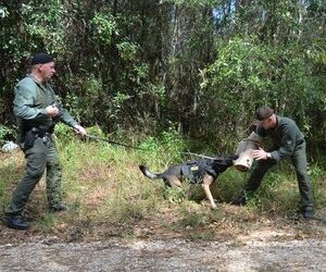 K9 Officer William Byrd (left) commands his police dog named Masco during a training exercise in Mobile, Ala. on Sept. 24, 2020. K9 Officer Justin Washam wears a bite sleeve for a bite demonstration.