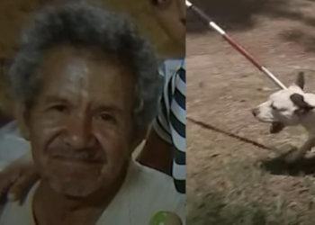 Pit bulls kill 71-year-old man, owner arrested – Law Officer