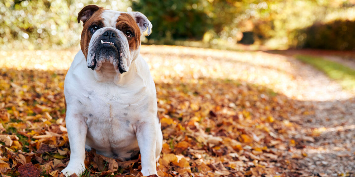 Iowa police and fire agencies, community team up to rescue bulldog stuck in sinkhole