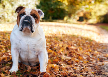 Iowa police and fire agencies, community team up to rescue bulldog stuck in sinkhole