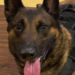 K9 Drago, Floyd County Sheriff's Office, Kentucky