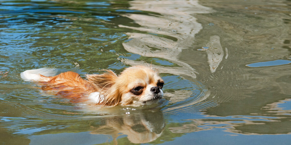 Florida police officer dives into dark water to save dog from drowning