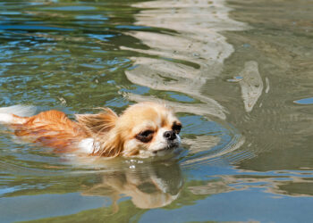 Florida police officer dives into dark water to save dog from drowning