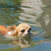 Florida police officer dives into dark water to save dog from drowning