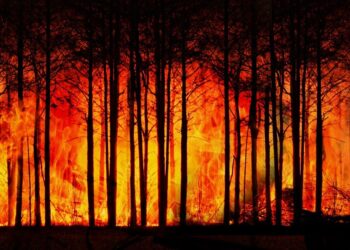 Oregon residents apprehend arson suspect – tie him to tree until police arrive – Law Officer