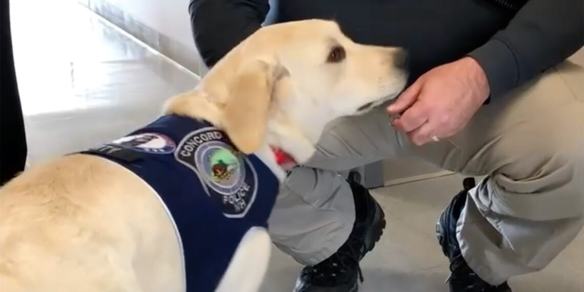 Former police officer and Concord police comfort dog ease the pain of trauma