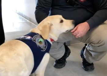 Former police officer and Concord police comfort dog ease the pain of trauma