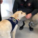 Former police officer and Concord police comfort dog ease the pain of trauma