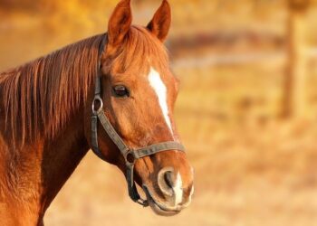 Pennsylvania State Trooper charged with animal cruelty after horse death – Law Officer