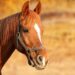 Pennsylvania State Trooper charged with animal cruelty after horse death – Law Officer