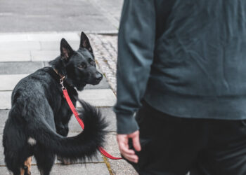 Own a Dog? Learn About California Dog Bite Liability