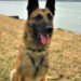 K9 Odin, Virginia State Police, Virginia