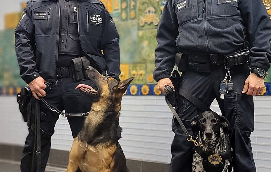 NYPD deploys K-9s with innovative electronic harness to prevent terrorist attacks
