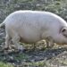 Overturning precedent, top Iowa court limits nuisance suits against hog farms