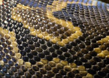 15-foot snake shot by cops while wrapped around man's neck