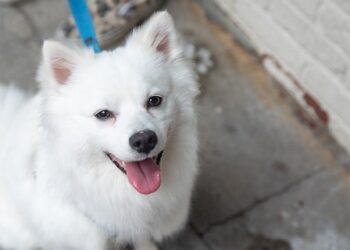 This sweet dog — an American Eskimo dog — was trapped in a hot car in Manhattan for approximately 24 hours. It took the dog a month to recover and to be available for adoption.