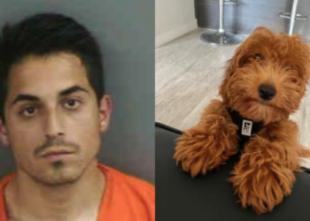 Man arrested for beating Goldendoodle to death – Law Officer