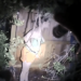 Federal judge dismisses excessive force lawsuit after K9 deployed on woman resisting arrest – Law Officer