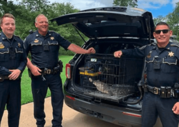 Louisiana deputies remove alligator from family’s patio – Law Officer