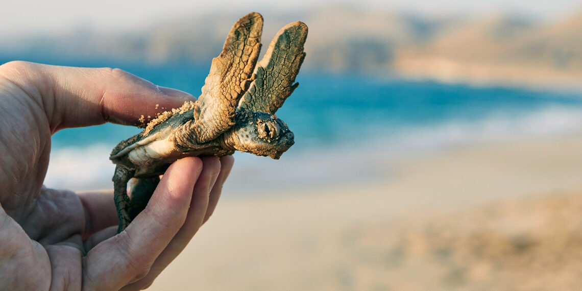 Florida police officers help baby sea turtles find ocean
