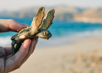 Florida police officers help baby sea turtles find ocean