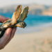 Florida police officers help baby sea turtles find ocean