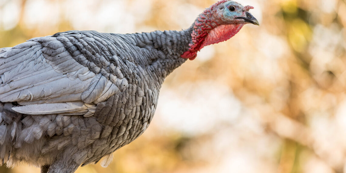 Talk about a fowl neighbor: Wausau police evict turkey from apartment