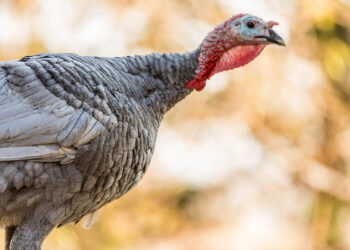 Talk about a fowl neighbor: Wausau police evict turkey from apartment