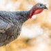 Talk about a fowl neighbor: Wausau police evict turkey from apartment
