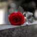 Rose on a tombstone